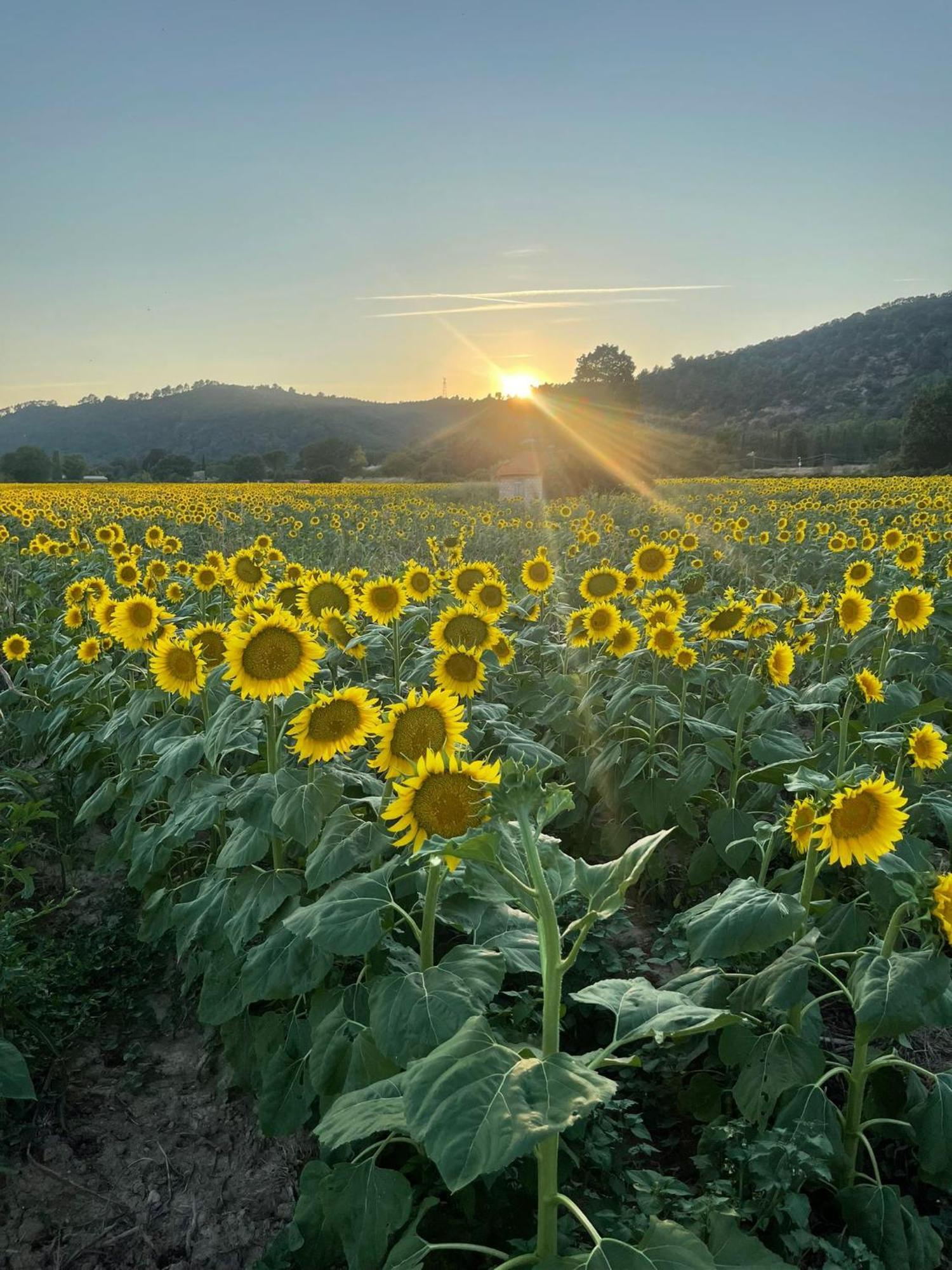Coeur De Provence Daire Gréoux-les-Bains Dış mekan fotoğraf