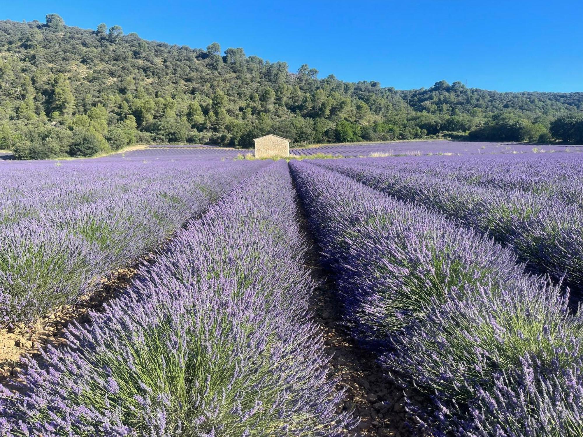 Coeur De Provence Daire Gréoux-les-Bains Dış mekan fotoğraf